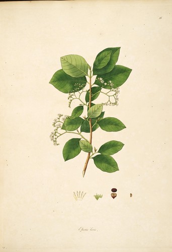 Ehretia laevis