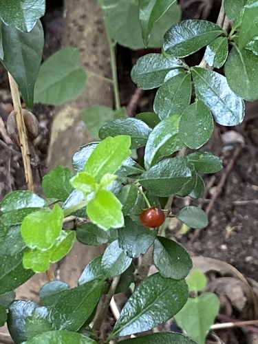 Ehretia microphylla (Philippine tea) — photo