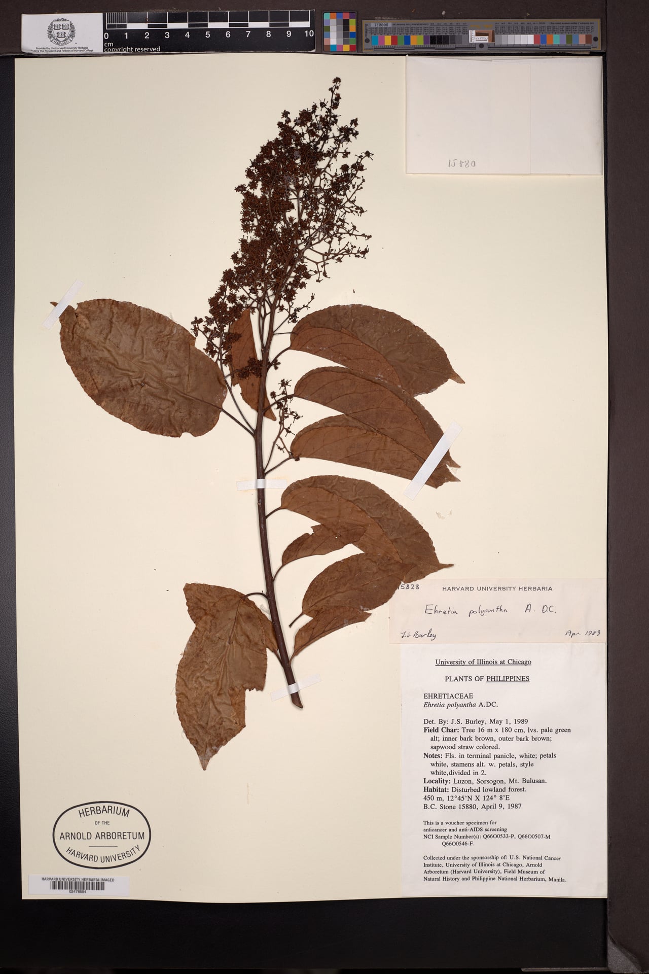 Ehretia polyantha (Tanaua) — photo