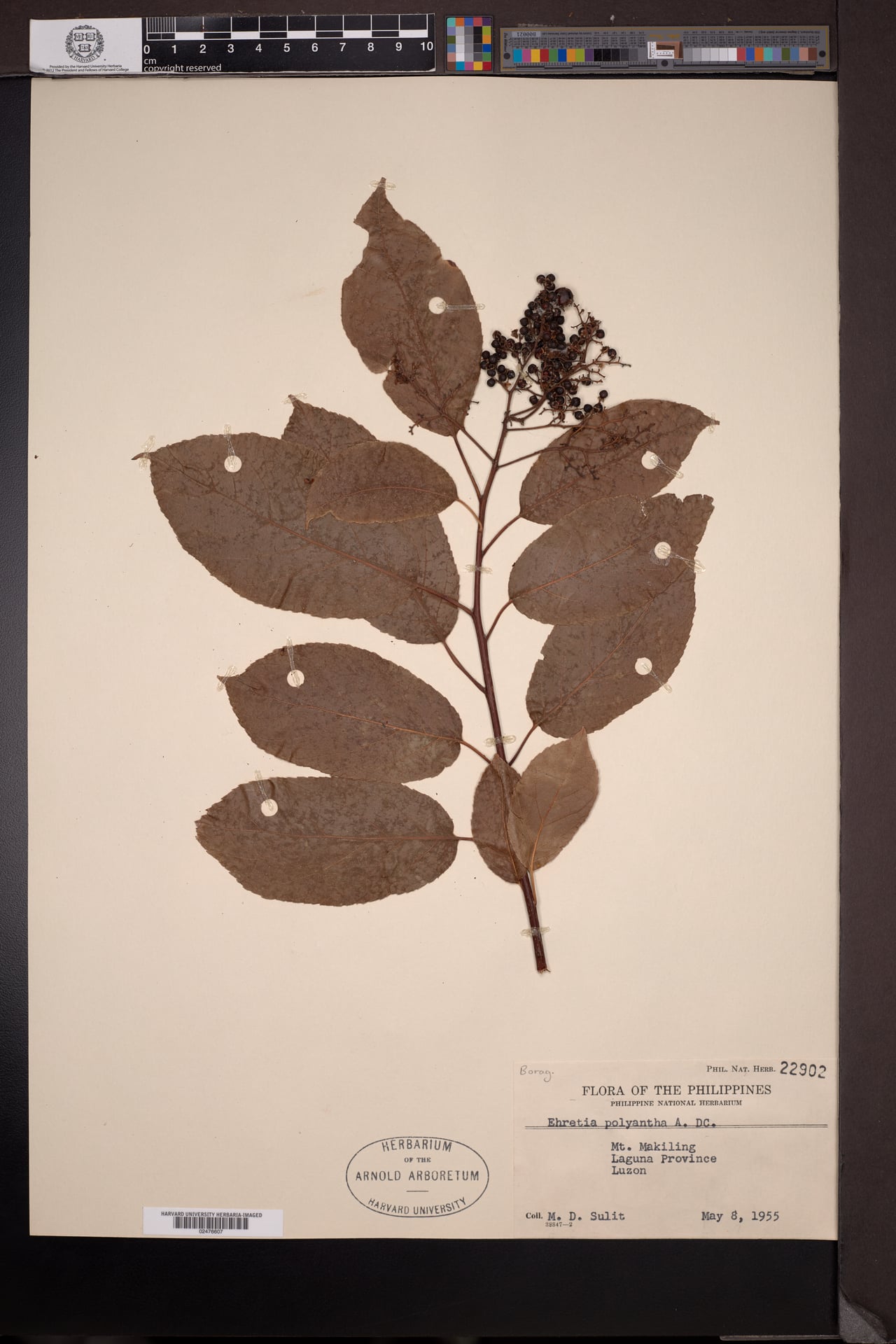 Ehretia polyantha (Tanaua) — photo