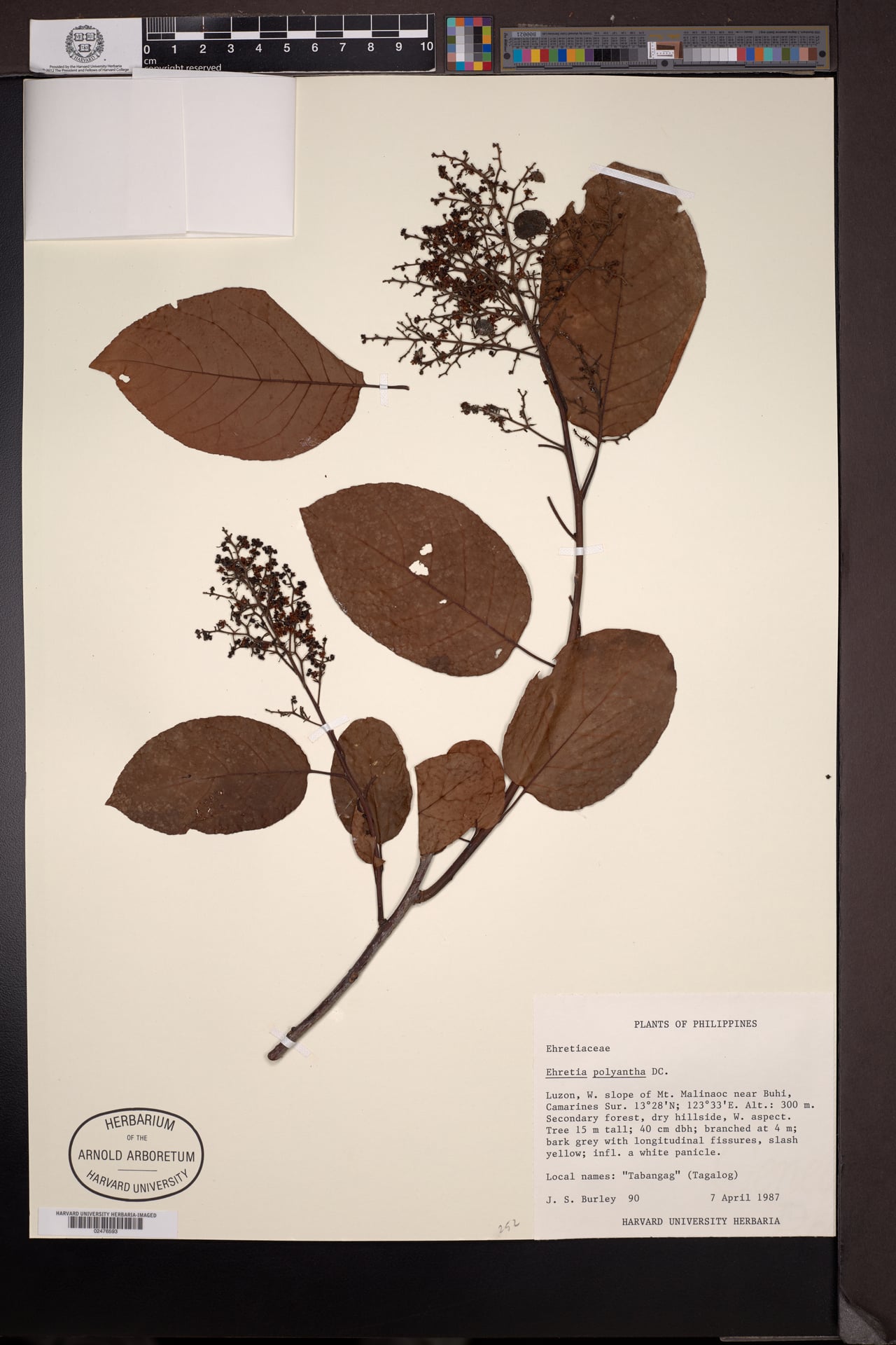 Ehretia polyantha