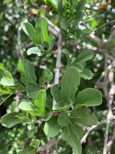 Ehretia rigida (Cape lilac) — photo