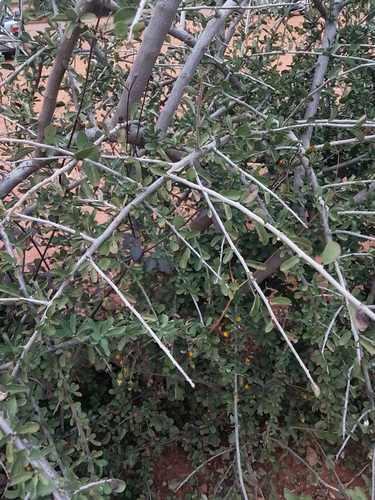 Ehretia rigida (Cape lilac) — photo