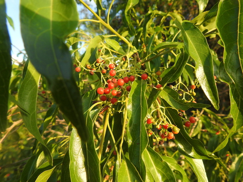 Ehretia saligna (Native willow) — photo