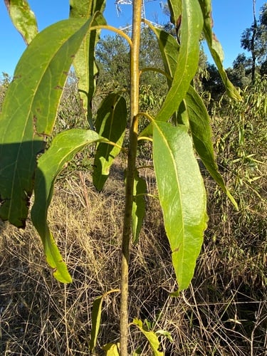 Ehretia saligna (Native willow) — photo