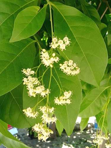 Ehretia tinifolia (Bastard cherry) — photo