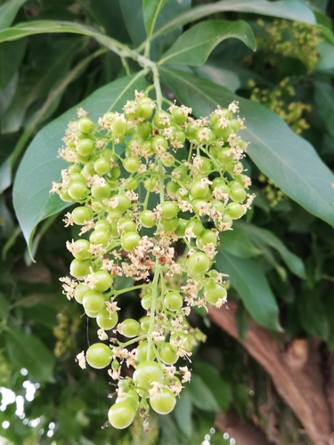 Ehretia tinifolia (Bastard cherry) — photo