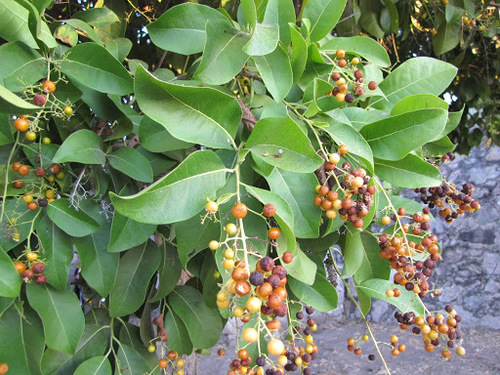 Ehretia tinifolia