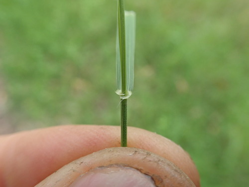 Ehrharta stipoides (Weeping rice grass) — photo