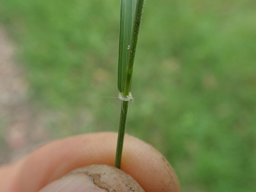 Ehrharta stipoides (Weeping rice grass) — photo