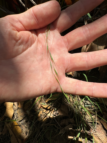 Ehrharta stipoides