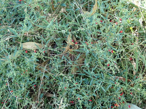 Einadia nutans (Climbing saltbush) — photo