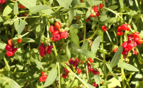 Einadia nutans (Climbing saltbush) — photo