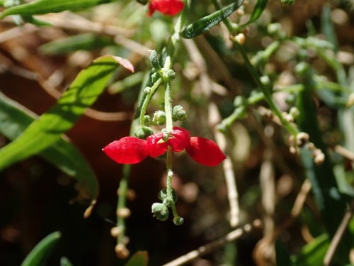 Einadia nutans