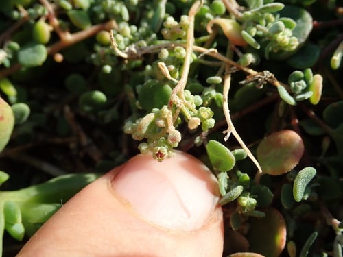 Einadia trigonos (Fishweed) — photo