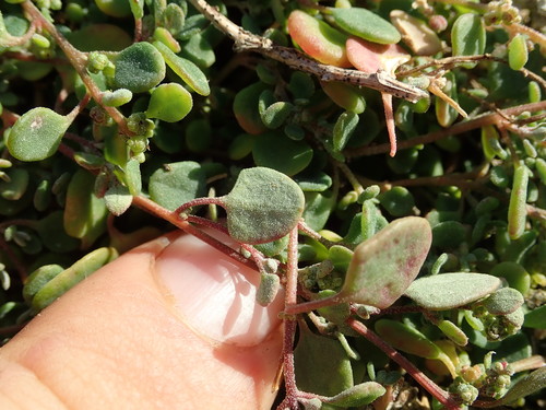 Einadia trigonos (Fishweed) — photo