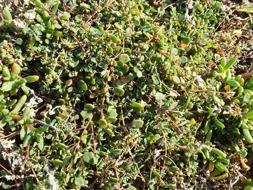Einadia trigonos