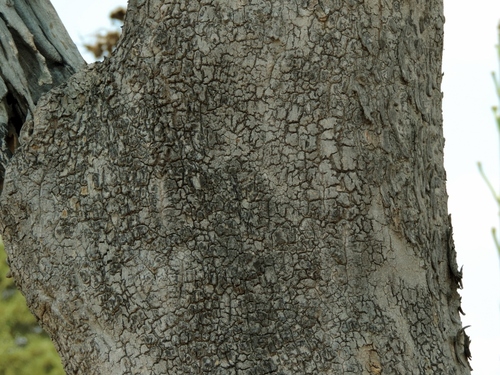 Ekebergia benguelensis (Woodland dogplum) — photo