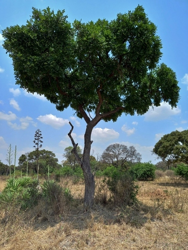 Ekebergia benguelensis