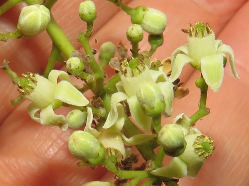 Ekebergia capensis (Dog plum) — photo
