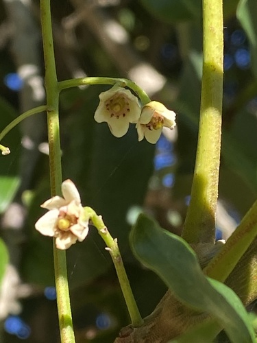 Ekebergia capensis (Dog plum) — photo