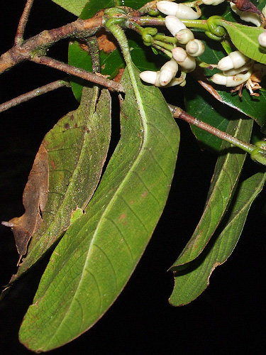 Elaeagia pastoensis (Pasto alaeagia) — photo
