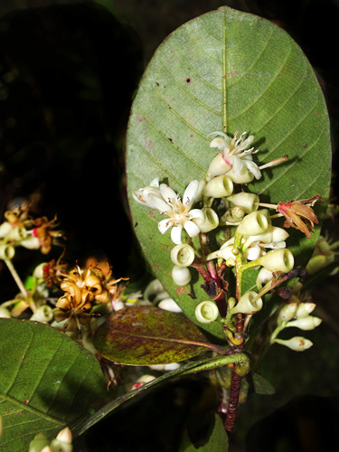 Elaeagia pastoensis (Pasto alaeagia) — photo