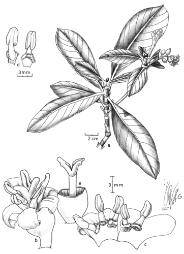 Elaeagia pastoensis