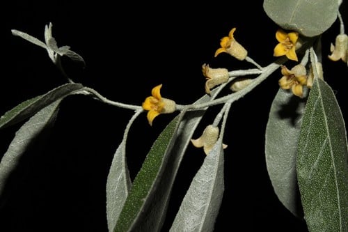 Elaeagnus angustifolia (Russian olive) — photo