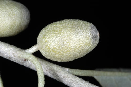 Elaeagnus angustifolia (Russian olive) — photo
