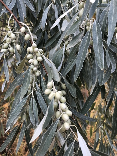 Elaeagnaceae