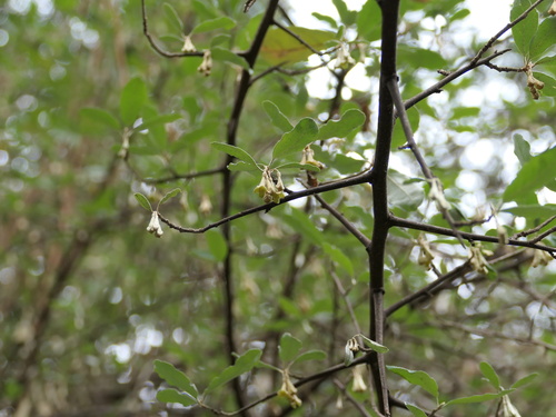 Elaeagnus argyi (She shan yang nai zi) — photo