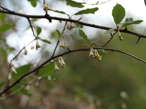 Elaeagnus argyi (She shan yang nai zi) — photo
