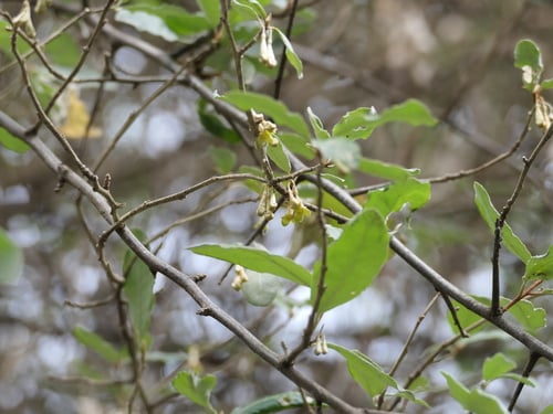 Elaeagnus argyi