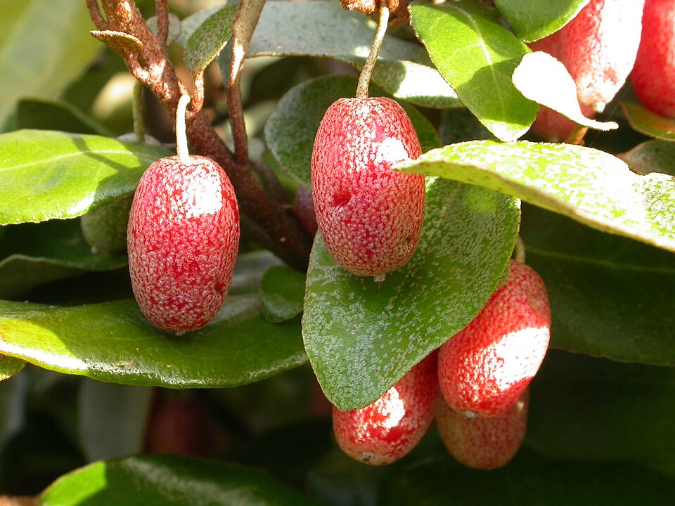 Elaeagnus caudata — photo