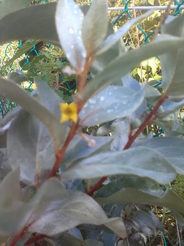 Elaeagnus commutata (Silver Berry) — photo