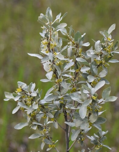 Elaeagnus commutata