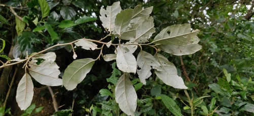 Elaeagnus conferta (Wild olive) — photo