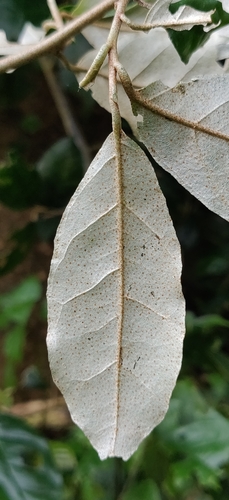 Elaeagnus conferta (Wild olive) — photo