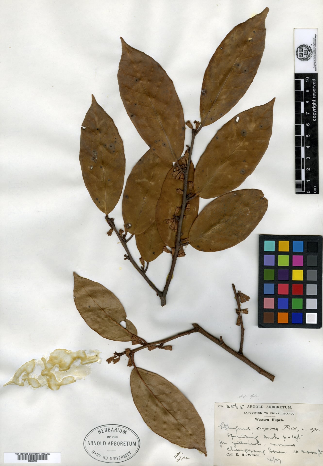 Elaeagnus difficilis