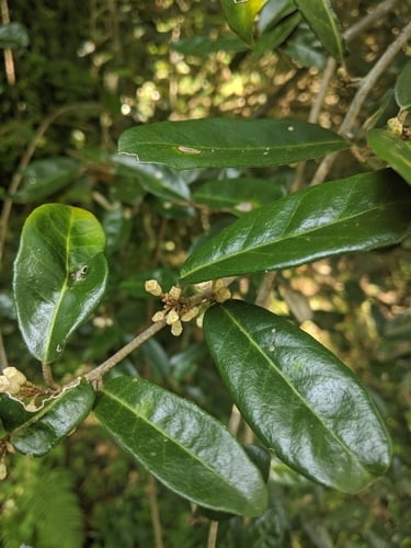 Elaeagnus formosana — photo