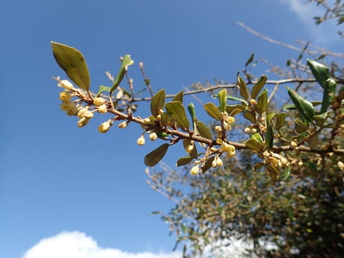 Elaeagnus formosana