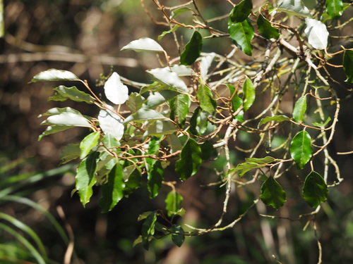 Elaeagnus glabra (Goat nipple) — photo