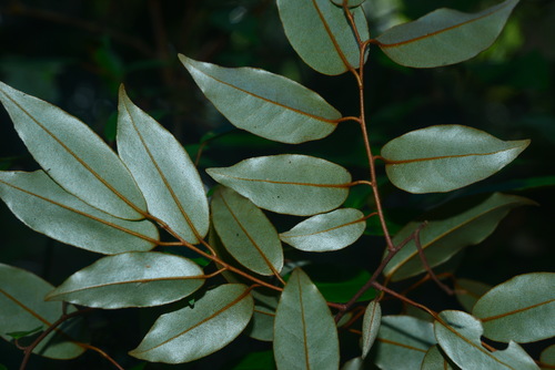 Elaeagnus glabra (Goat nipple) — photo