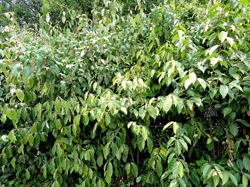 Elaeagnus gonyanthes