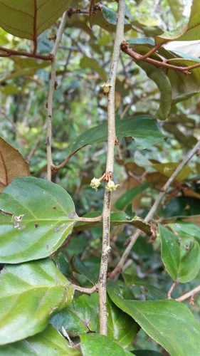 Elaeagnus latifolia (Millaa Millaa) — photo