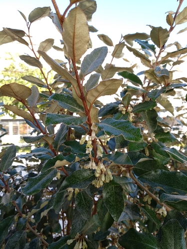 Elaeagnus macrophylla — photo
