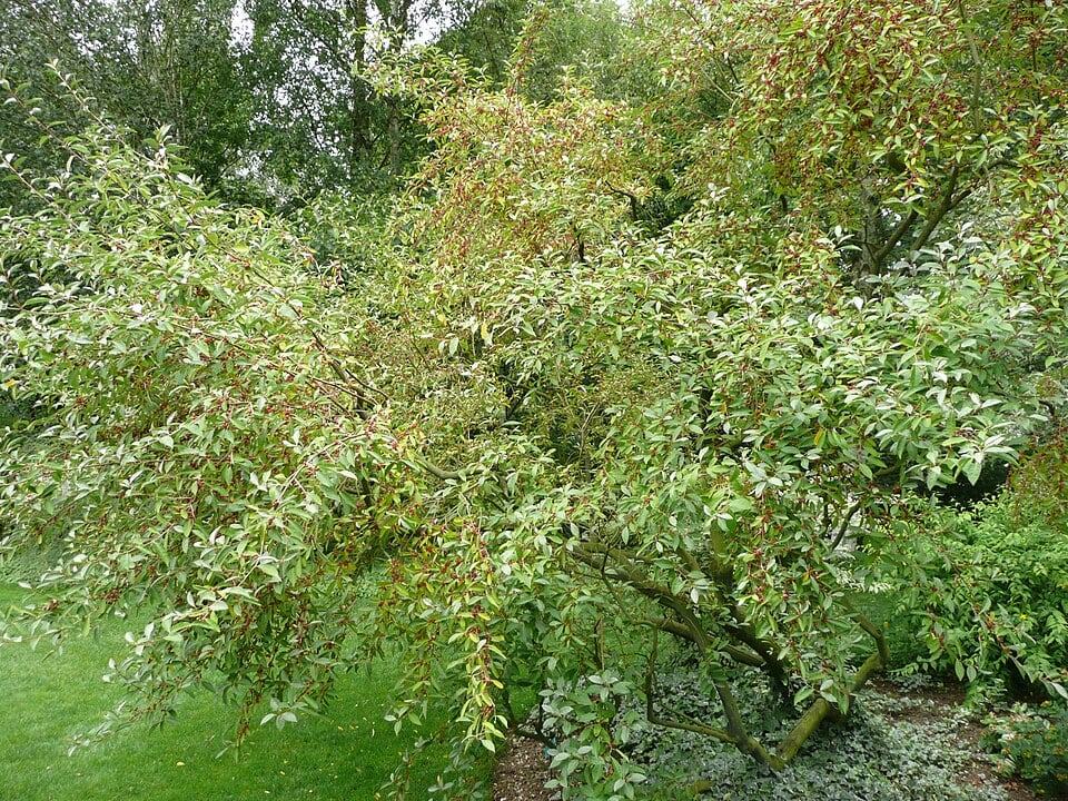 Elaeagnus montana — photo