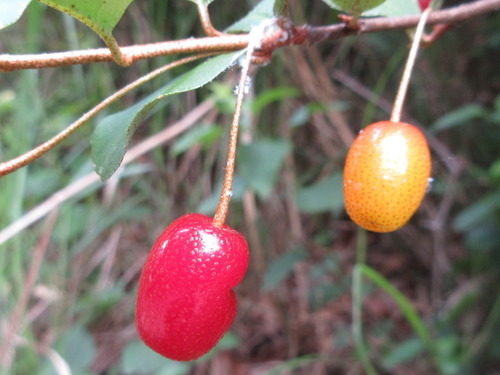 Elaeagnus multiflora (Russian olive) — photo