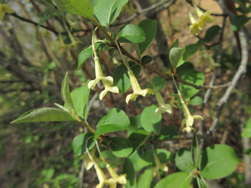 Elaeagnus multiflora (Russian olive) — photo